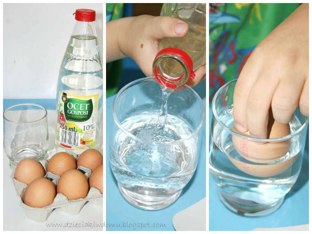 Eksperyment z jajkiem dla dzieci - miękkie i przeźroczyste jajo po zanurzeniu w occie