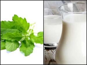 Tulsi Milk Doodh mein Tulsi mila kar peene ke fayde. Benefits of Holy Basil Milk in Hindi/Urdu.