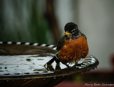 Robins after bath in birdbath photo by mbgphoto