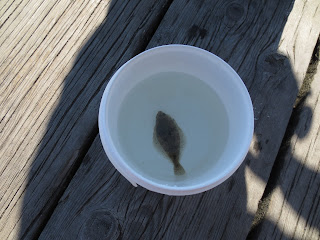 Small English sole caught near the docks of Jericho Beach Vancouver, BC