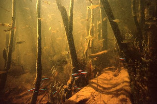 200 Referensi Desain Dan Model Aquascape Berdasarkan Tema https://www.faktapopuler.com/2018/12/200-referensi-desain-dan-model.html