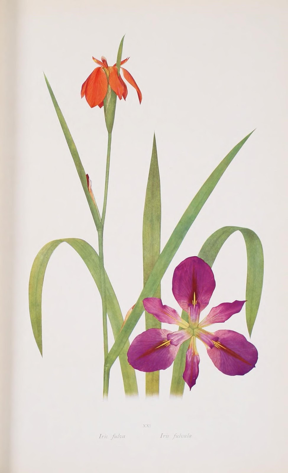 Iris fulva e Iris fulvala flores de lirios en color naranja y púrpura