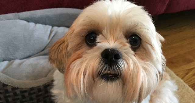 Por que os shih tzu cheiram mais algumas pessoas do que outras