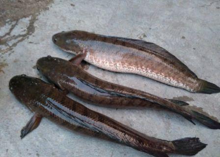 Manfaat Ikan Gabus untuk Penyembuhan Luka Manfaat Ikan Gabus untuk Penyembuhan Luka
