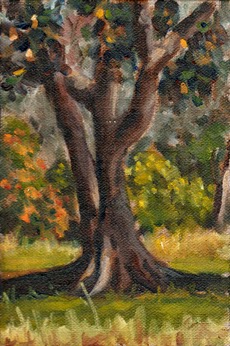 Oil painting of the trunk and lower foliage of a Moreton Bay Fig (largely in shadow) with afternoon sunlight illuminating grass and shrubs in the background.