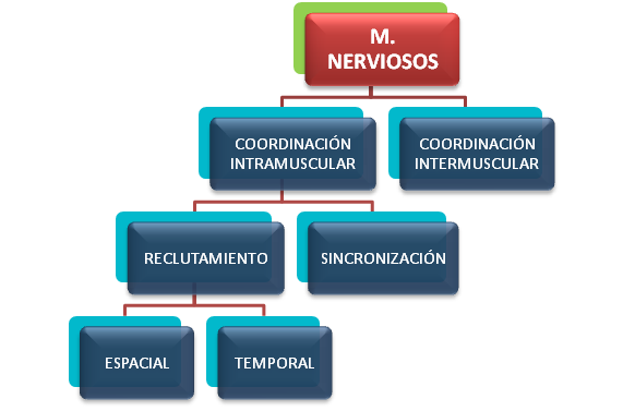 More than strength: Intermuscular coordination/ Coordinación intermuscular
