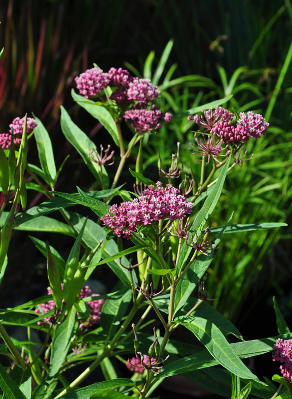Are Milkweed Plants Poisonous To Dogs And Cats