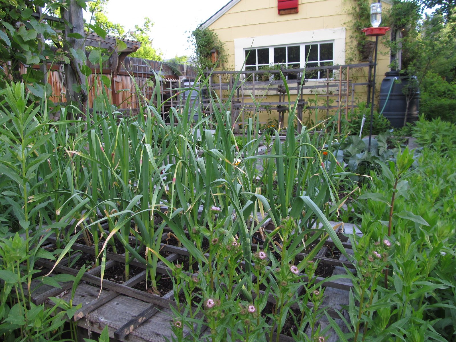 Montana Wildlife Gardener Repurposed Garden Tool Trellis