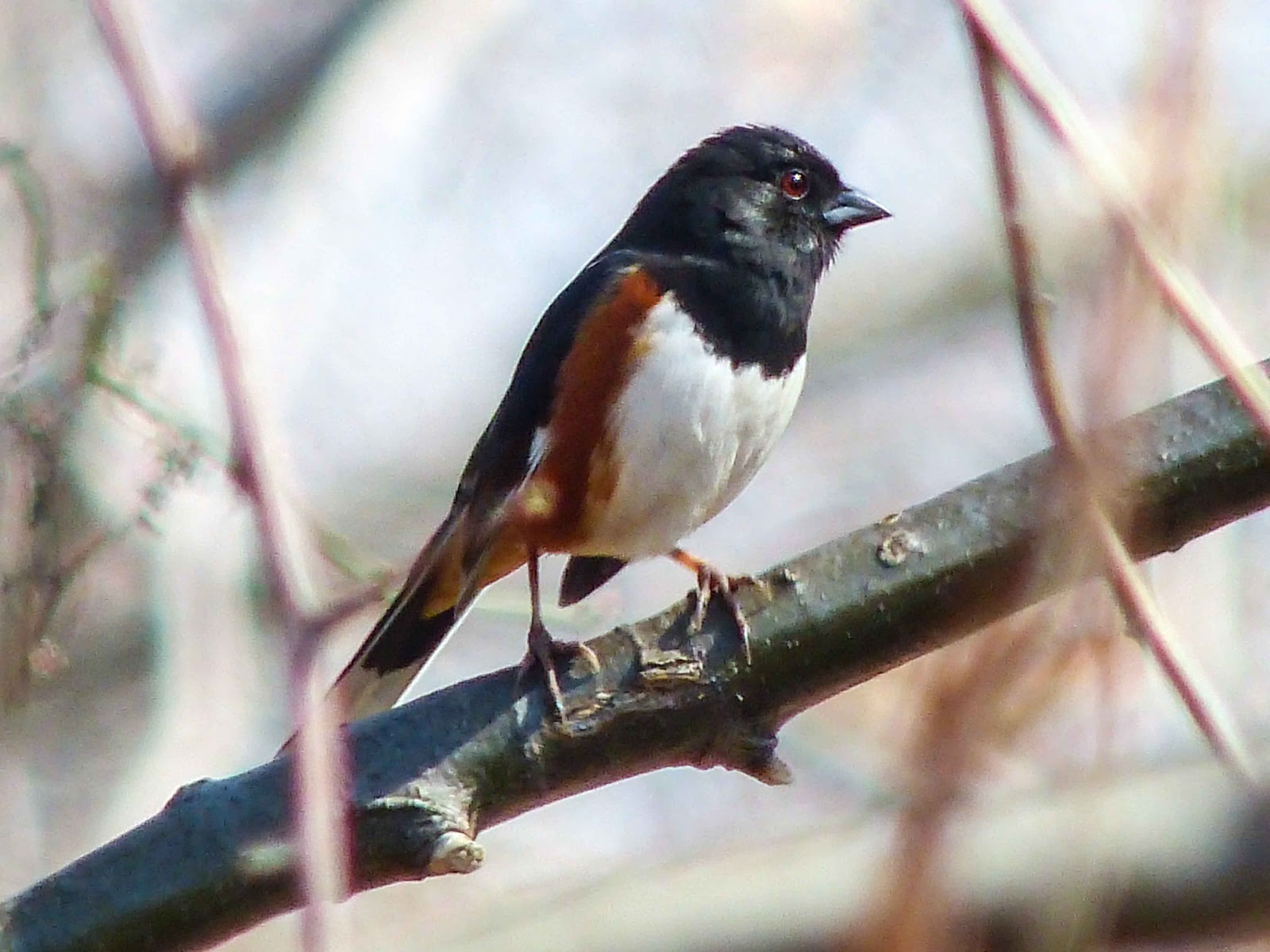 Gales Photo And Birding Blog Eastern Towhee