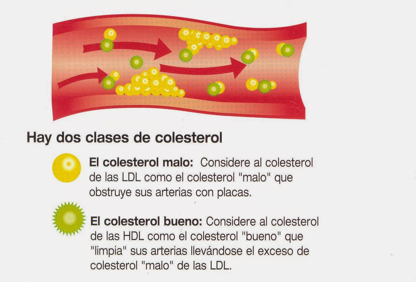Colesterol hdl alto y ldl bajo