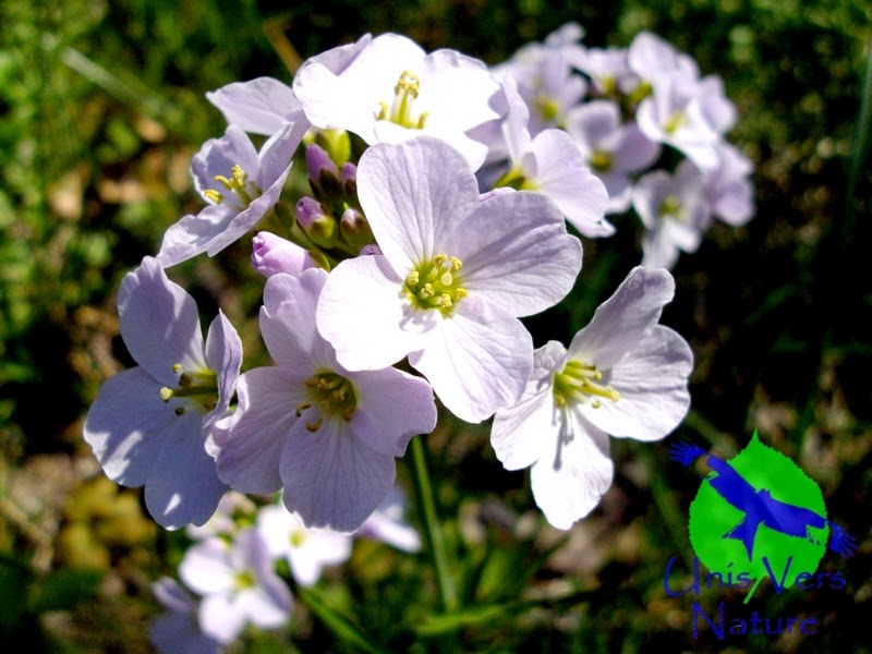 Fleurs, inflorescences cardamine des prés, cardamina pratensis, cueillette, cuisine Fleurs, inflorescences cardamine des prés, cardamina pratensis, cueillette, cuisine