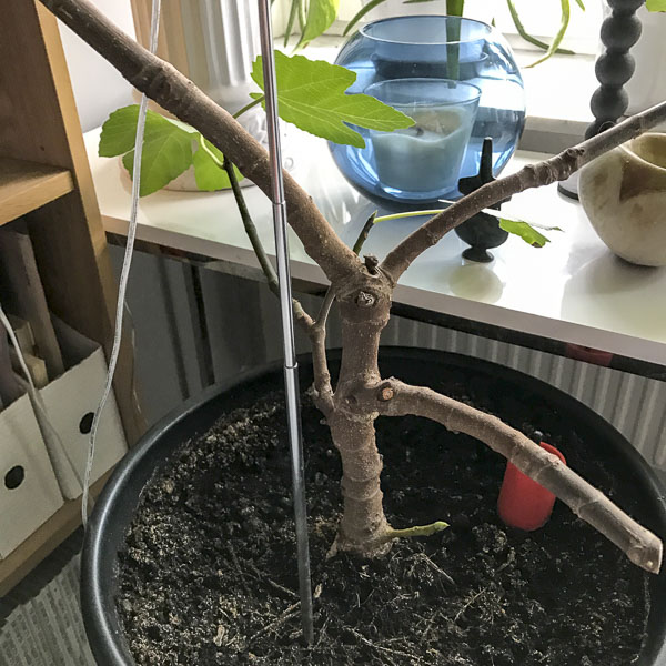 fikonträd, figtree fikonträd, figtree
