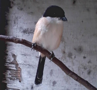 Burung Cendet- Berak Kapur yang Menyerang Burung Cendet dan Cara Penangannannya - Penangkaran Burung Cendet Burung Cendet- Berak Kapur yang Menyerang Burung Cendet dan Cara Penangannannya - Penangkaran Burung Cendet