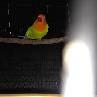 Cara Membuat Lovebird Ngekek Panjang Cara merawat lovebird, lovebird gacor, lovebird fighter