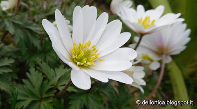 anemone della fattoria didattica dell ortica a Savigno Valsamoggia Bologna vicino a Zocca