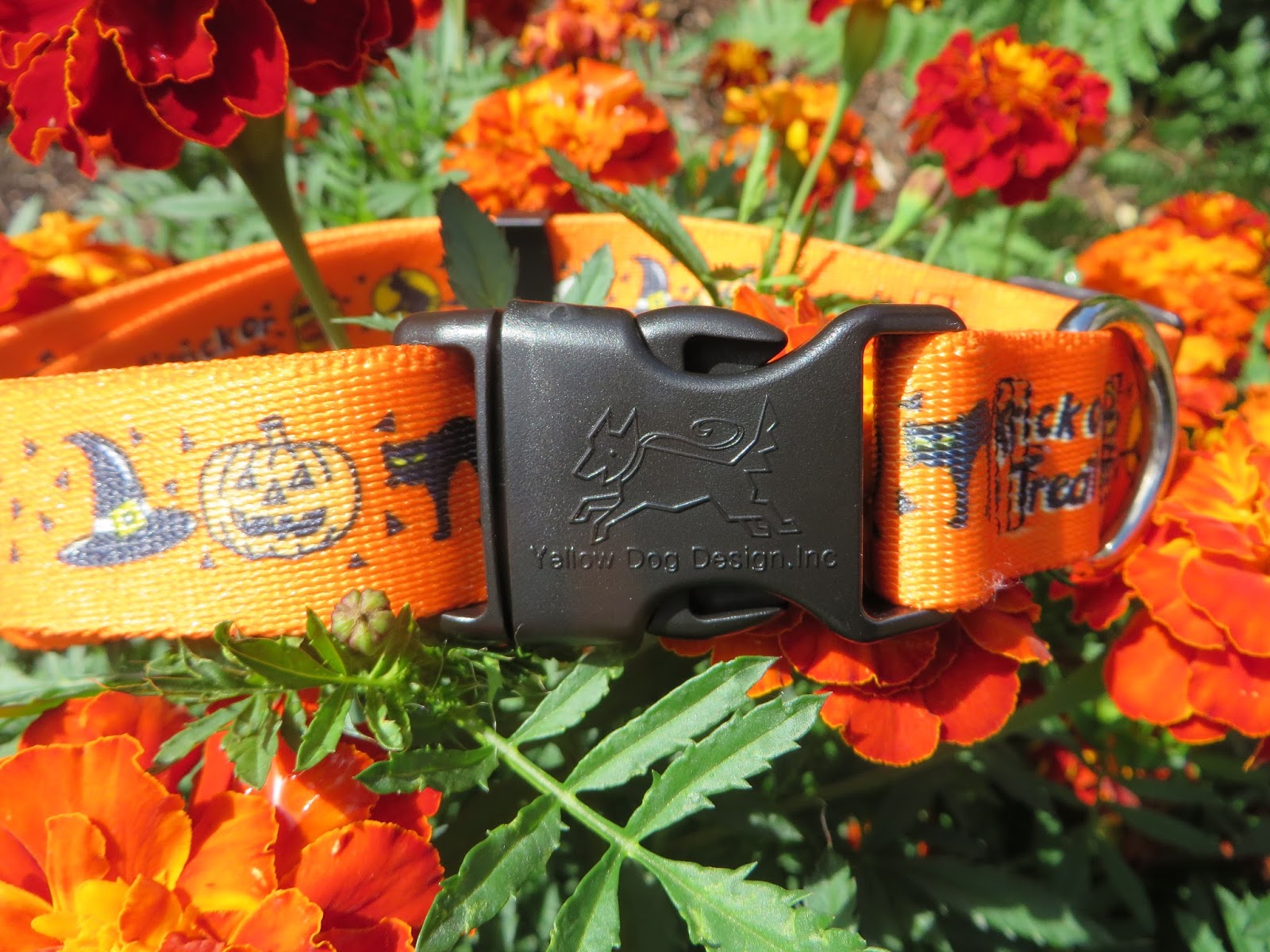 Cinnamon the Traveling Coonhound Decorative Dog Collars and Gear for