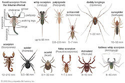 arachnid daddy arachnids britannica scorpion animal sunspider groups longlegs insects false diversity acarid legs spiders arthropod animals parts arthropods species