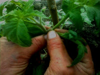 directionarea tomatelor pe o singura varianta de crestere, un singur varf varfurile tomatelor, directionare, dirijarare