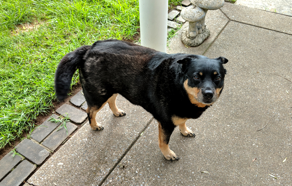 image of Zelda the Black and Tan Mutt standing on the back patio with her fur looking raggedy