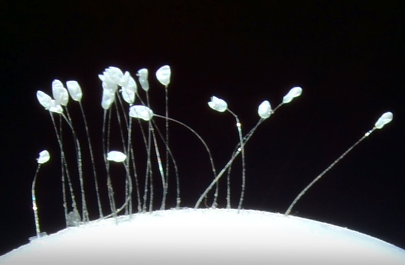 цветок удумбара и яйца златоглазки. удумбара и златоглазка. удумбара шомбул. удумбара и златоглазка. удумбара.