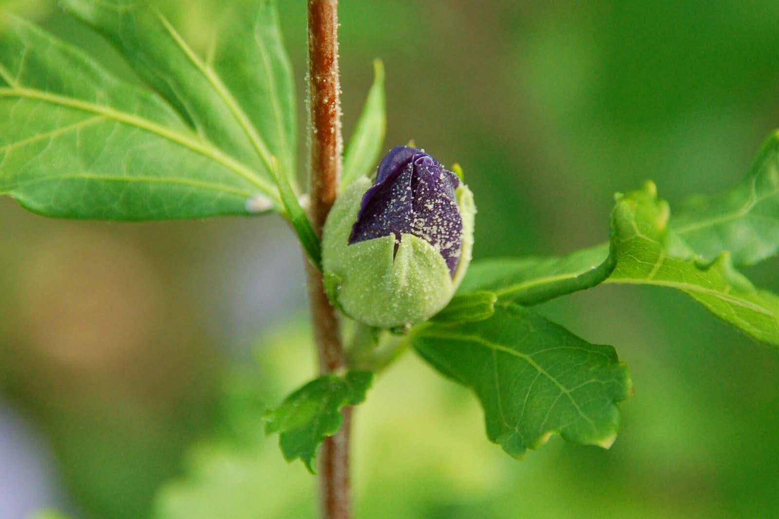 bwbelle Project 52 8/8/11 Rose of Sharon Bud