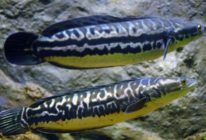 Komoditas Ikan Yang Dibudidayakan Di Indonesia Science Of