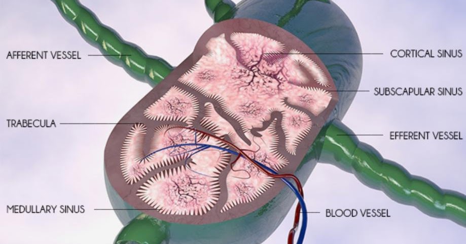 cancer swollen lymph nodes