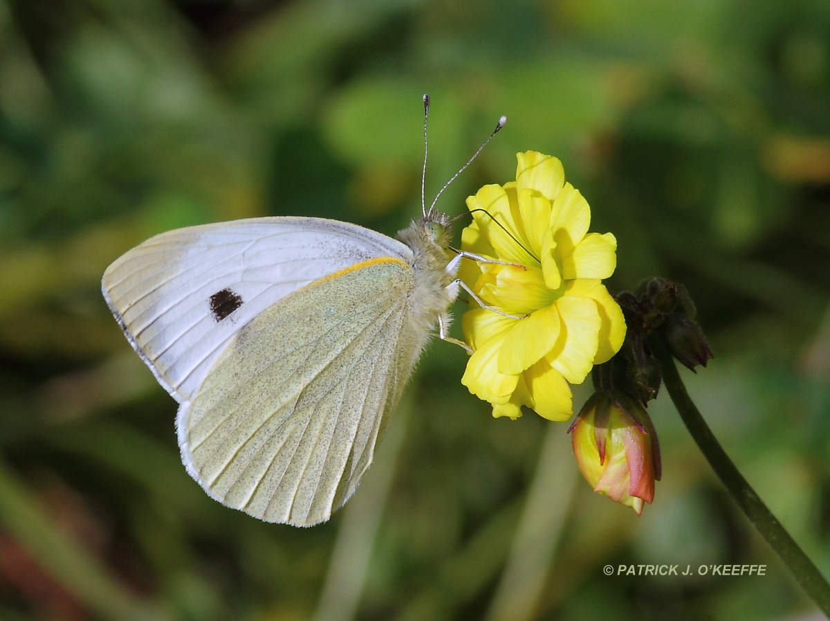 Butterflies Of Singapore Life History Of The Cabbage White
