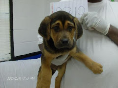 2/27/11 Shepherd Mix: An adoptable dog in Rome, GA" She is a baby.