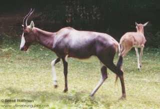 Bontebok border=