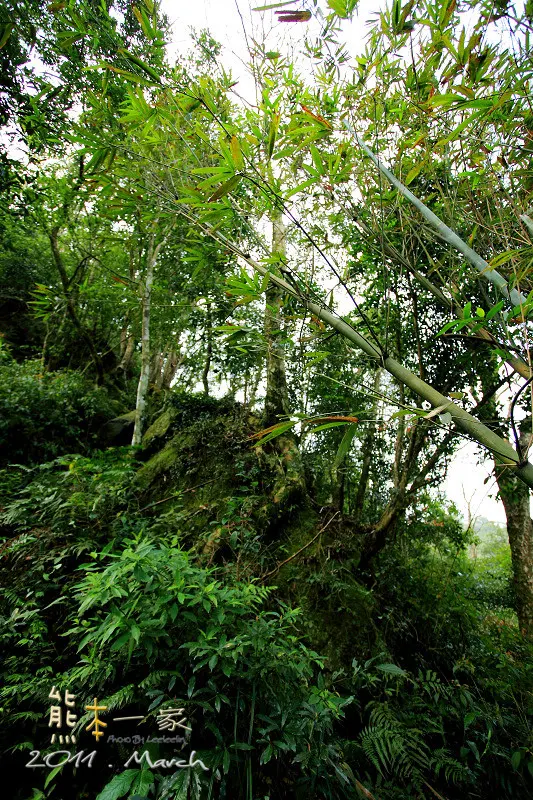 五寮尖|三峽小百岳|五寮尖和石碇鄉的皇帝殿齊名|玉觀音蓮花寺、福德宮、濟玄堂及玉里商店都是五寮尖的登山口