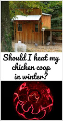 chicken coop heat winter should coops cold