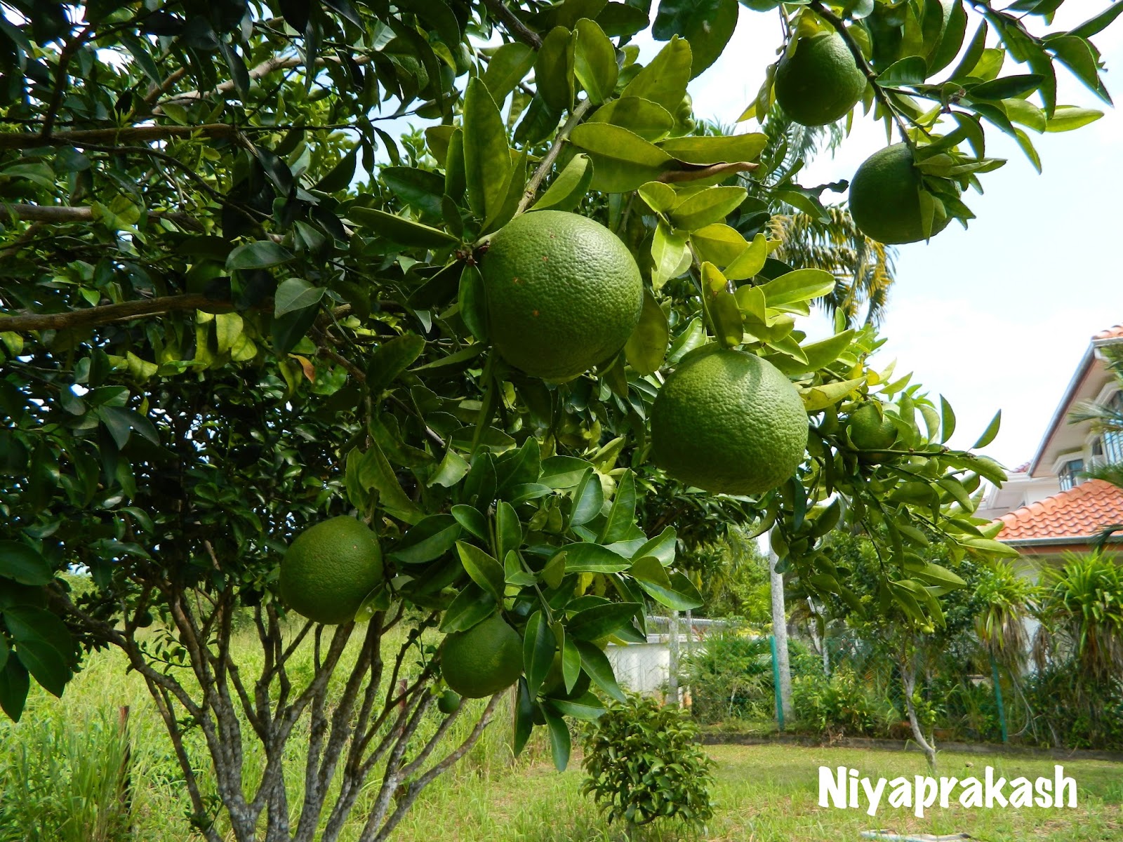 Niya's World Photos of Sweet Lime & Australian Lemon in our backyard