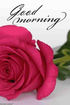 good morning rose images