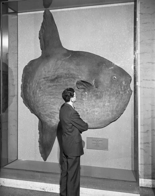 Visitor+viewing+Ocean+Sunfish.+1948.+American+Museum+of+Natural+History
