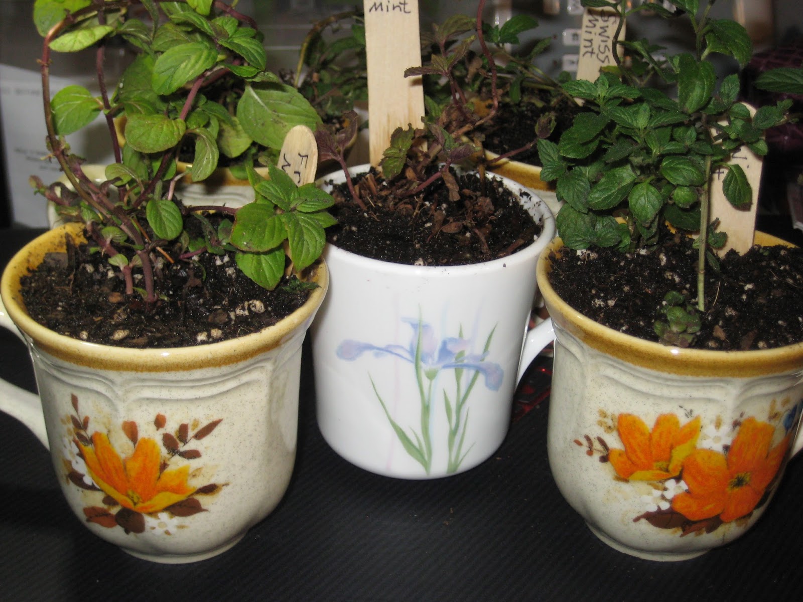 My Fun Hodgepodge Plants for Gifts