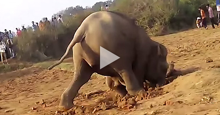Mother Elephant spent 11 hours digging a water well to save her baby
