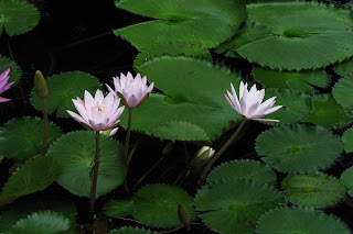 Lotus Flower HD wallpapers