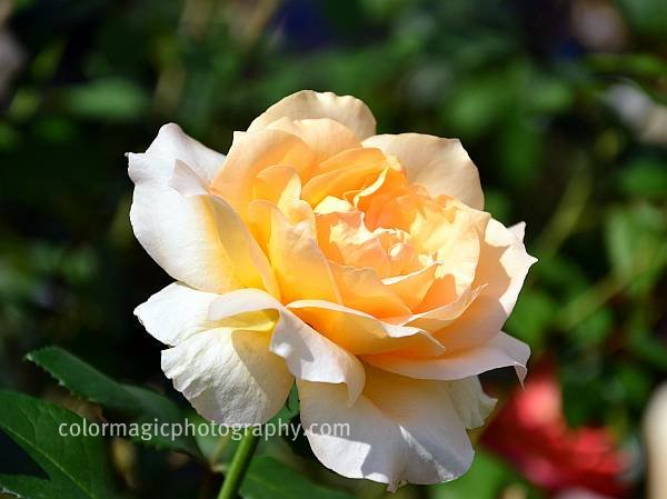 Cream rose head-closeup photo