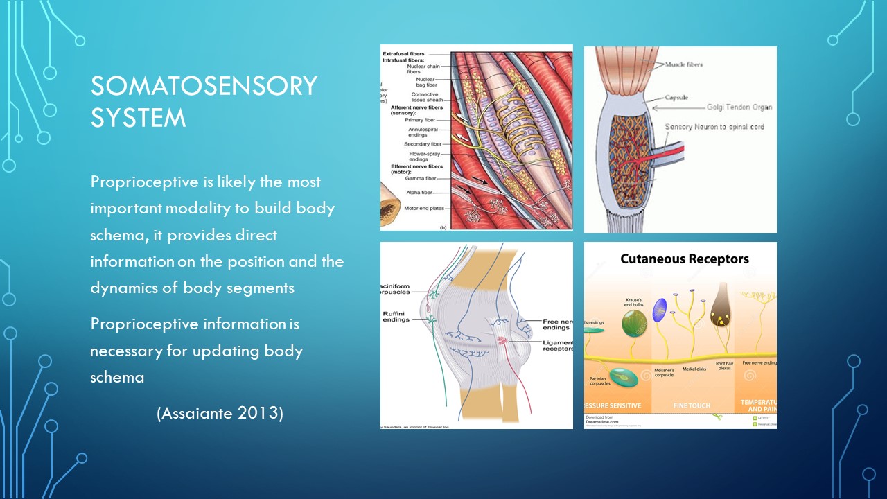 How important is the sensory input for our motor control and motor