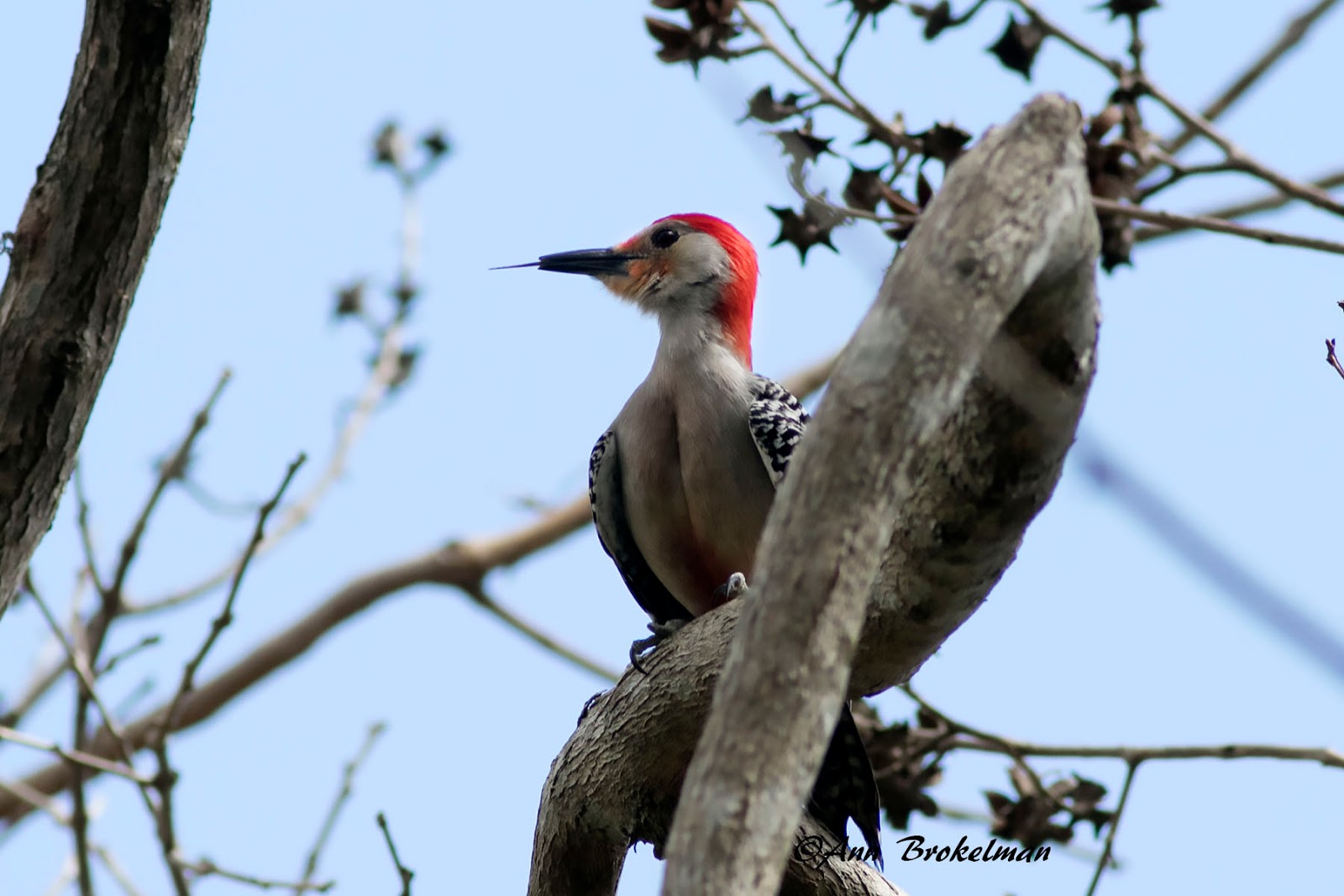 Ann Brokelman Photography: Red-bellied Woodpeckers Florida