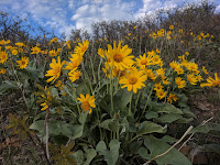 Arrowleaf Balsamroot Flower on Dry Canyon Trail in the Spring
