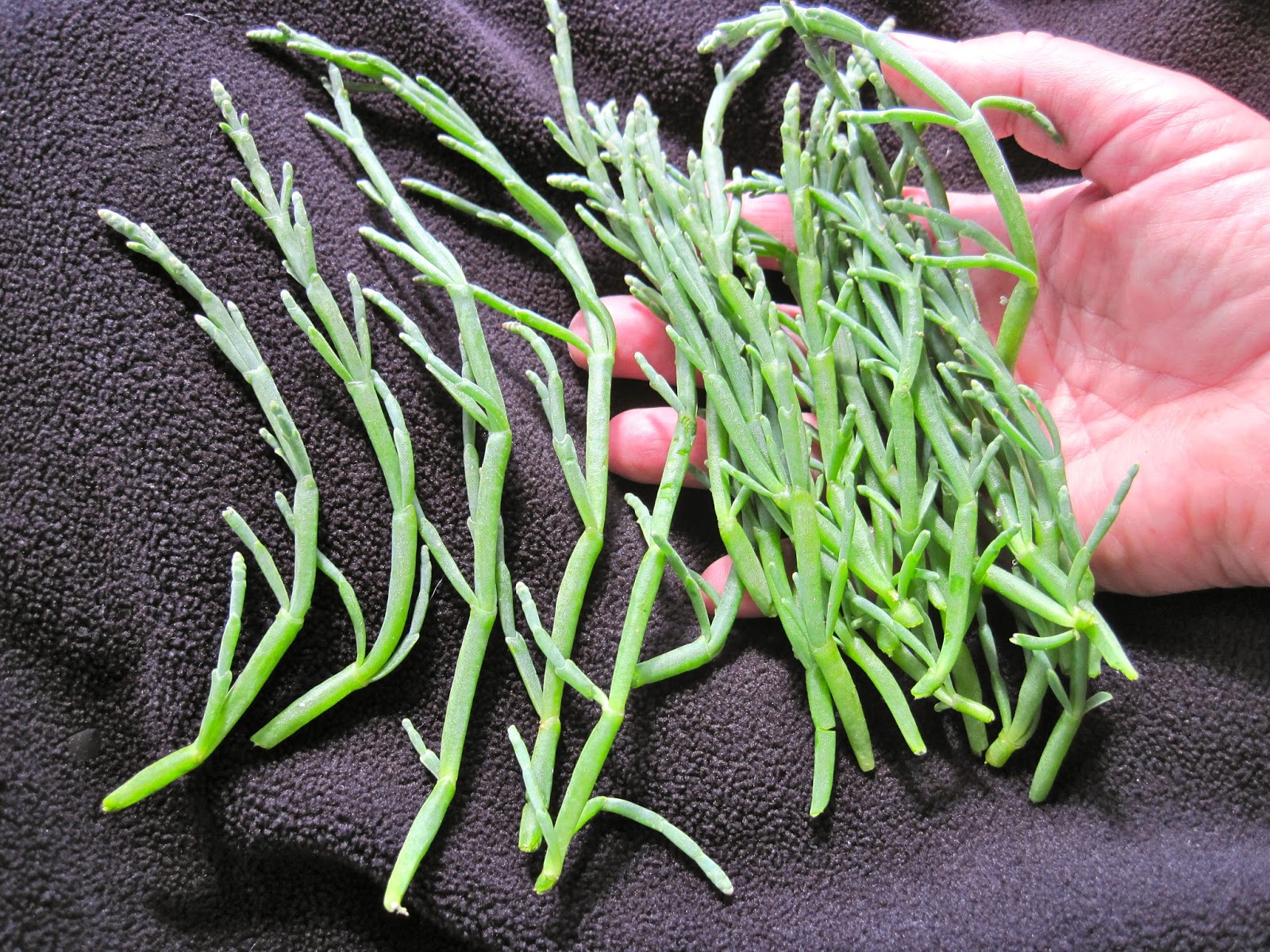 SITKAVORES BEACH ASPARAGUS