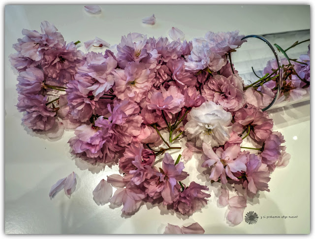 Foto de la semana: flor de cerezo