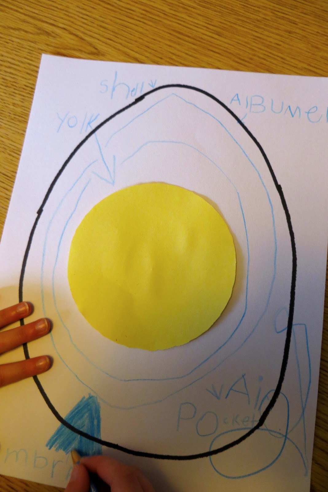 Ms. Sara's Preschool Blog Eggs Dissecting hard boiled & raw eggs