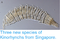 https://sciencythoughts.blogspot.com/2016/04/three-new-species-of-kinorhynchs-from.html