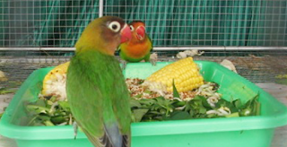 makanan lovebird makanan lovebird