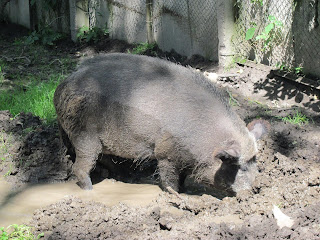 свинья в ровенском зоопарке