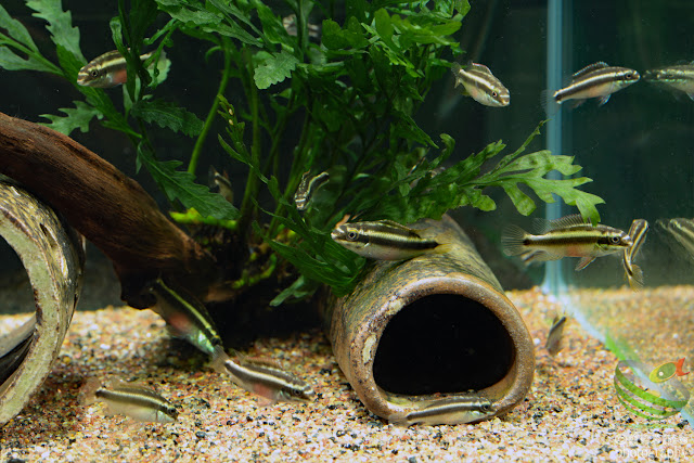 F1 Pelvicachromis sacrimontis