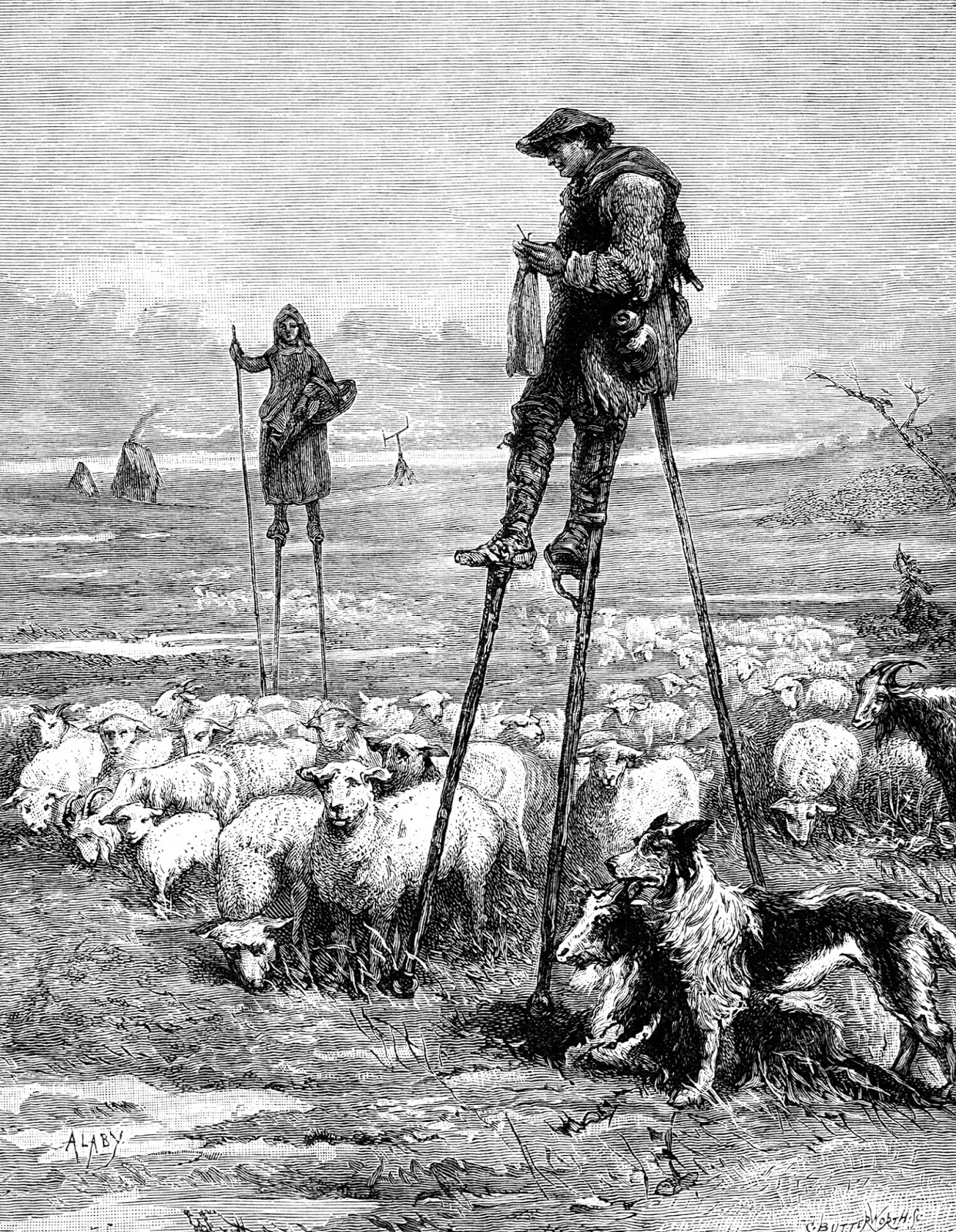 Terrierman's Daily Dose Shepherds on Stilts